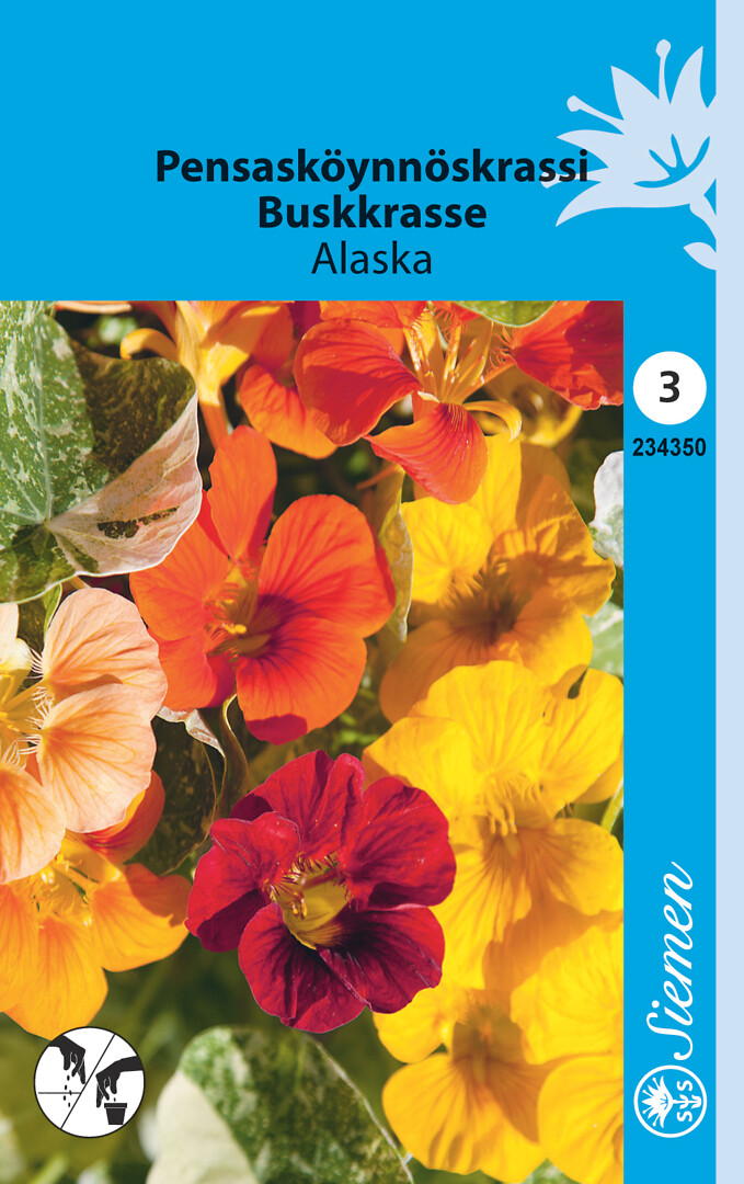Pensasköynnöskrassi Alaska