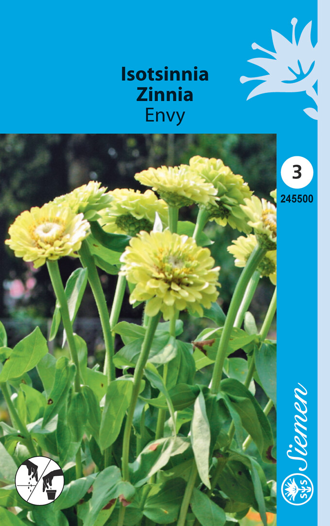 Isotsinnia Envy