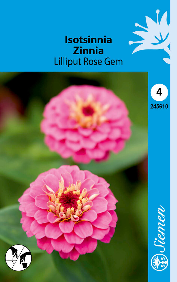 Isotsinnia Lilliput Rose Gem