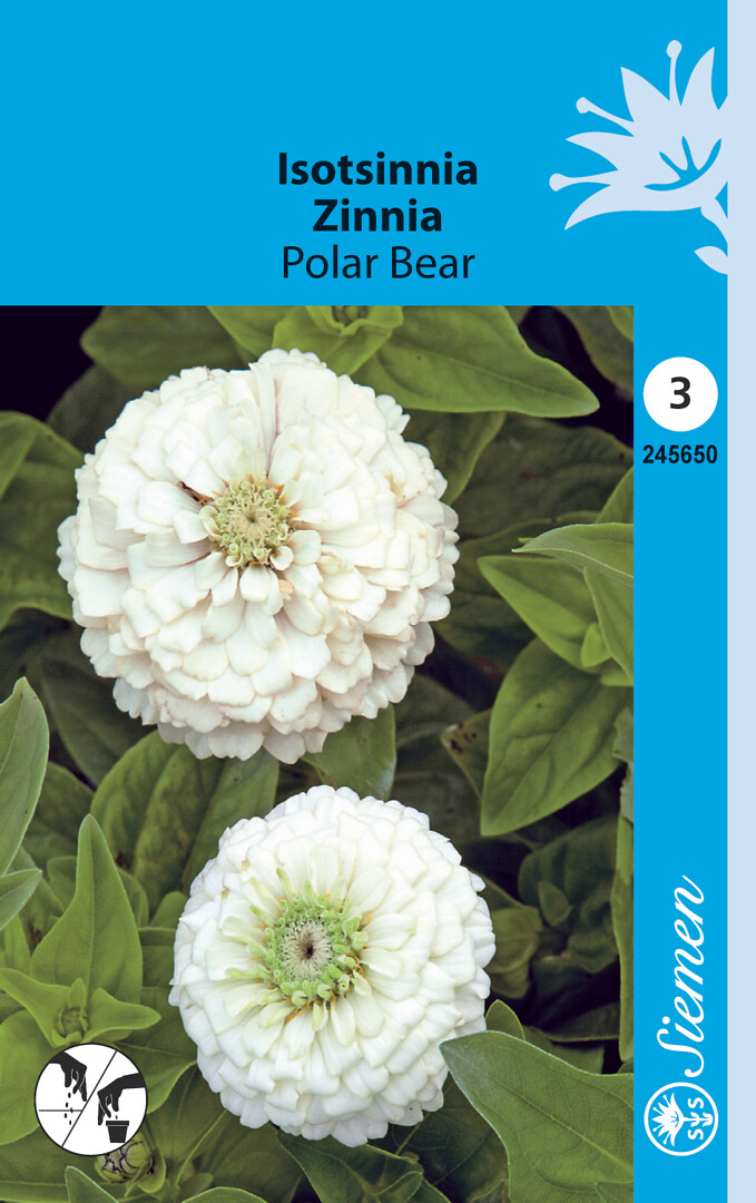 Isotsinnia Polar Bear