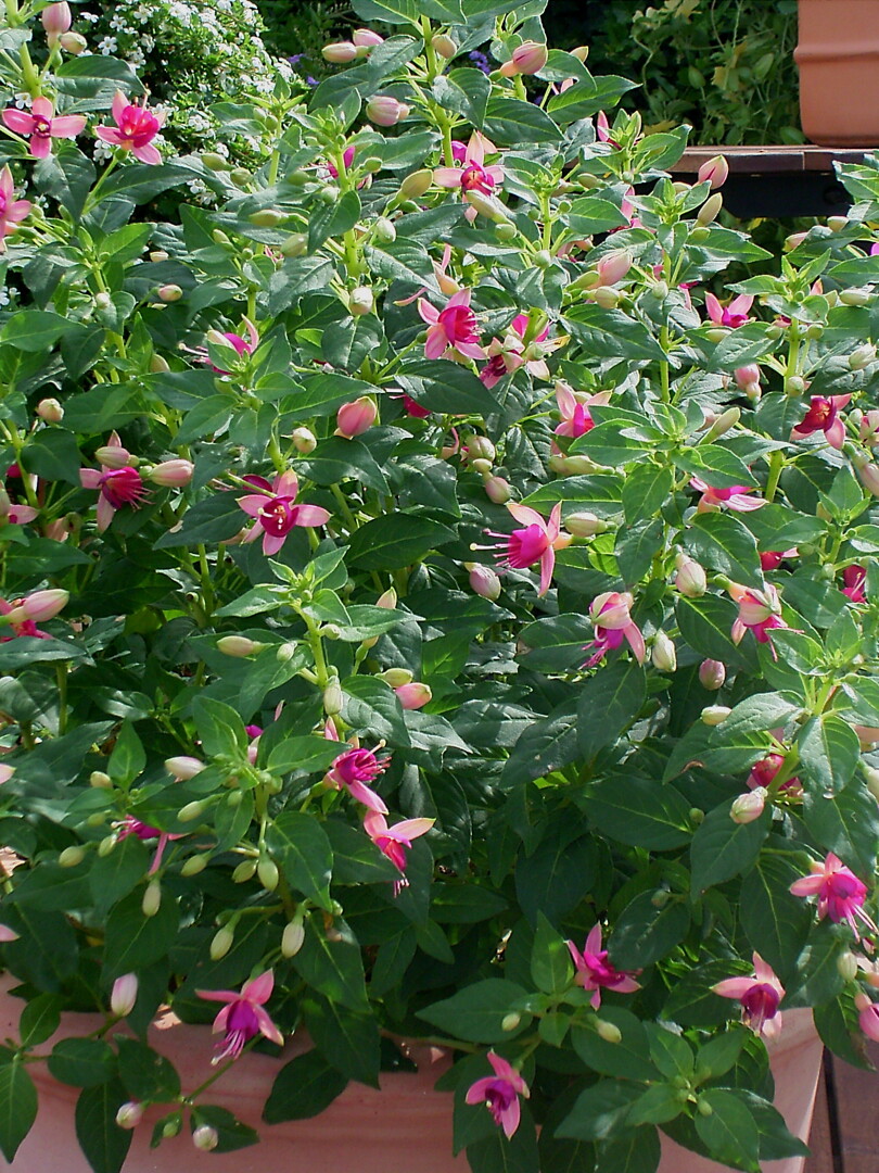 Fuchsia Sunbeam Cherry