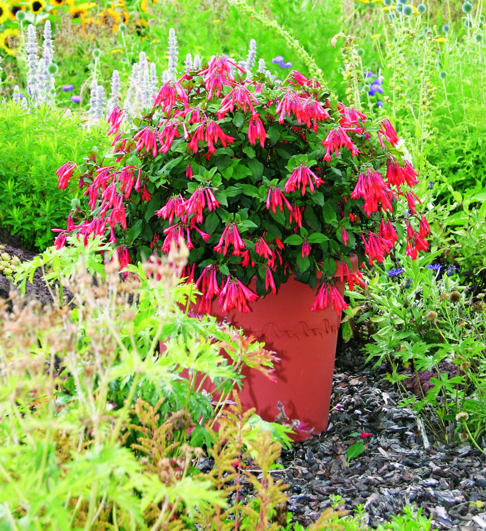 Fuchsia Prof. Henkel