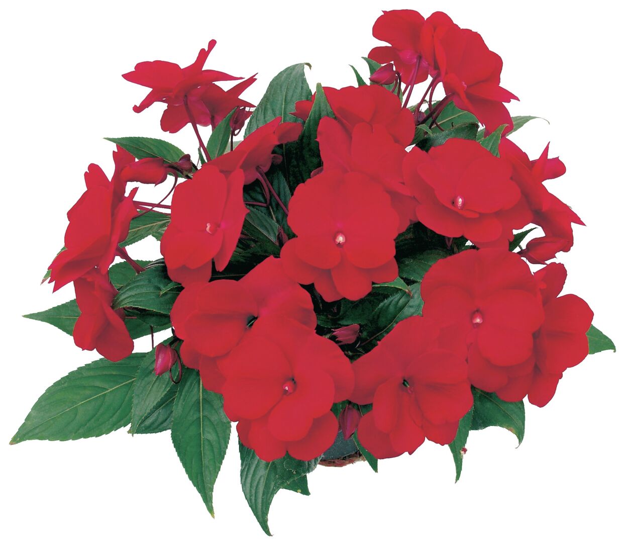 Impatiens hawkeri Paradise Orona