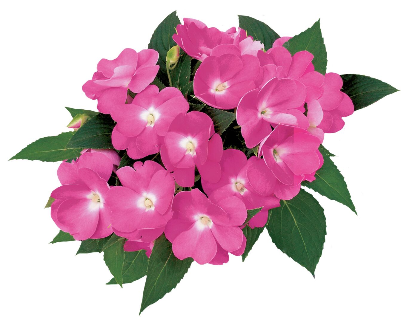 Impatiens hawkeri Paradise Moyo