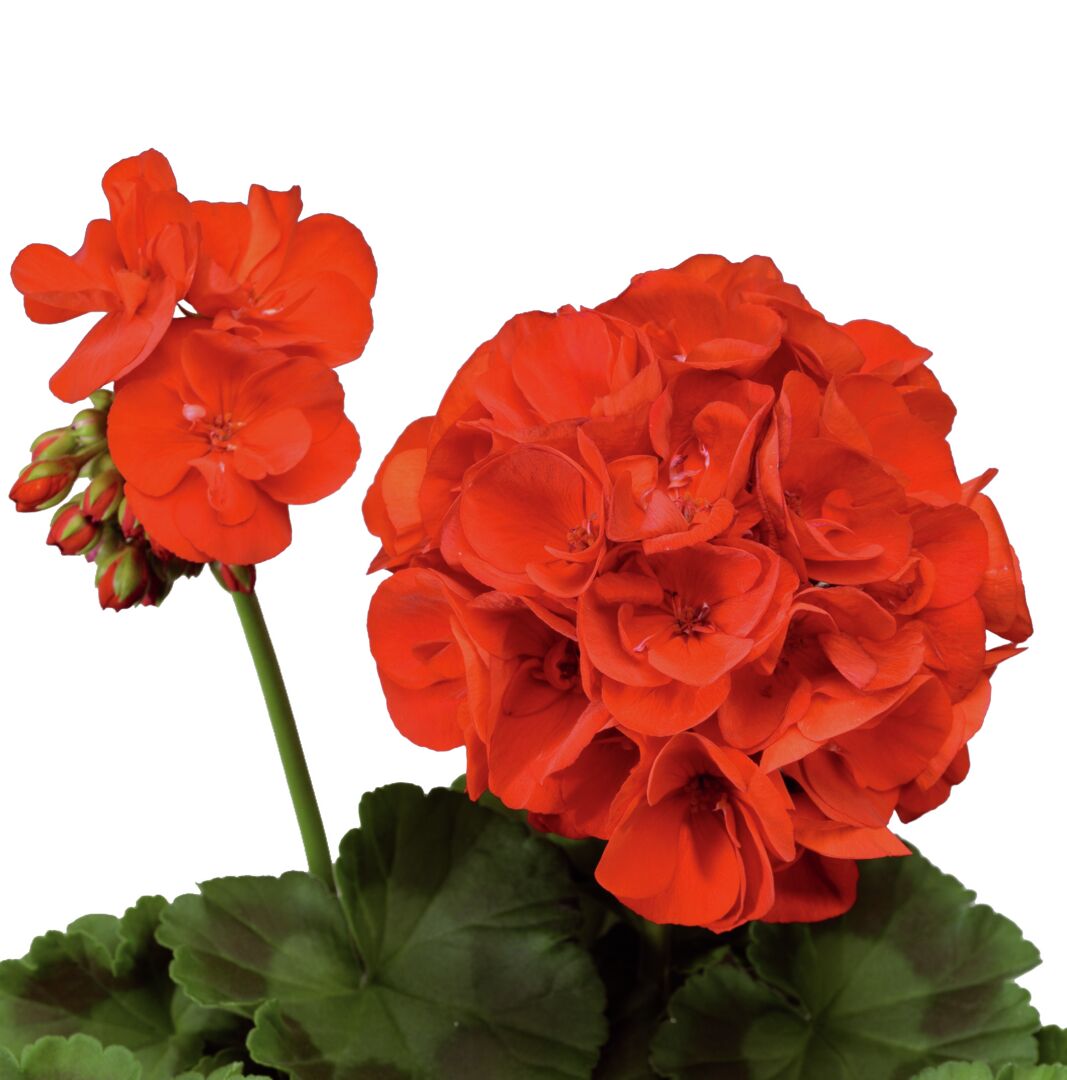 Pelargonium zonale Compact Line Vulkan