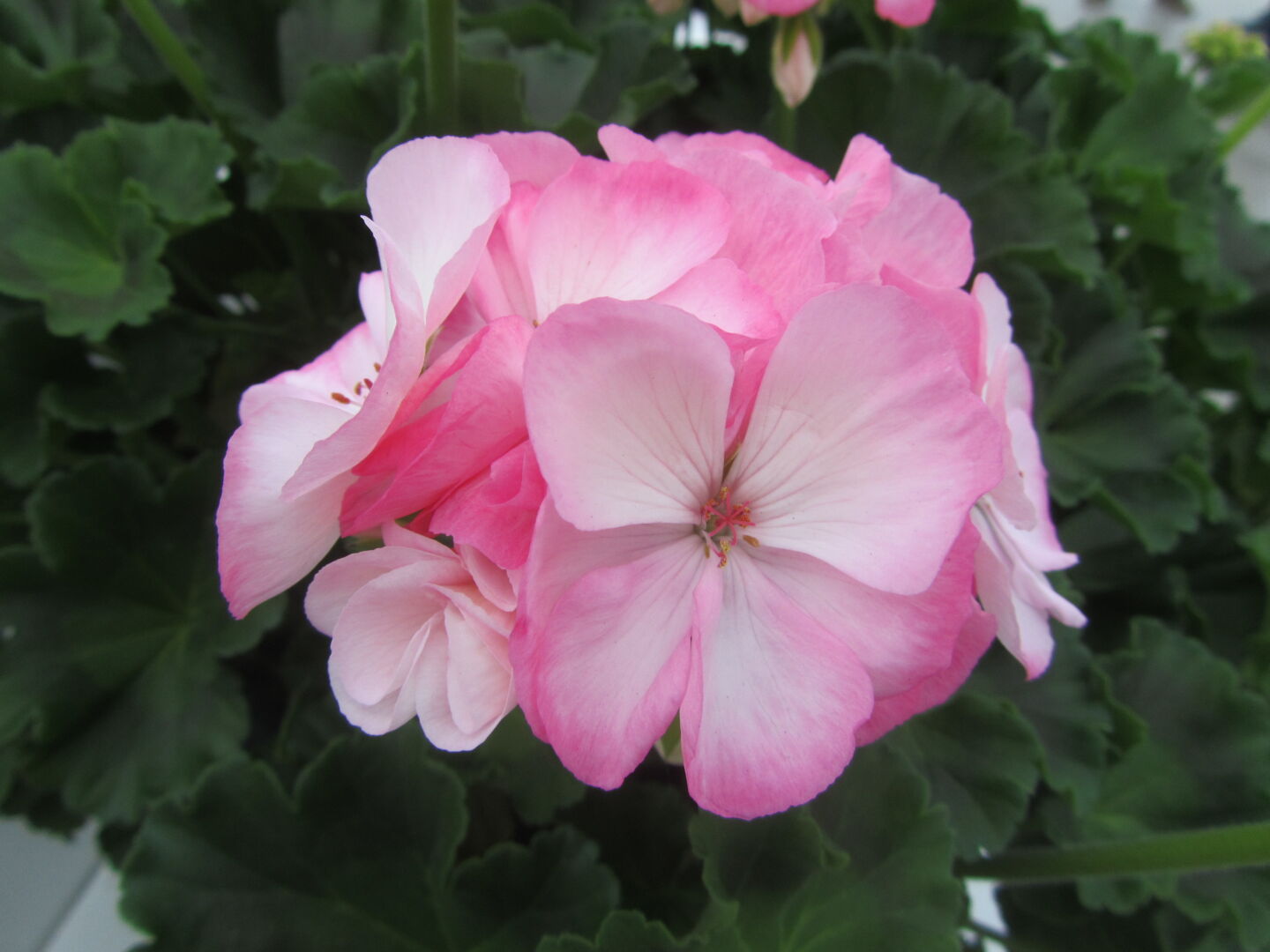 Pelargonium zonale Classic Aquarello 07