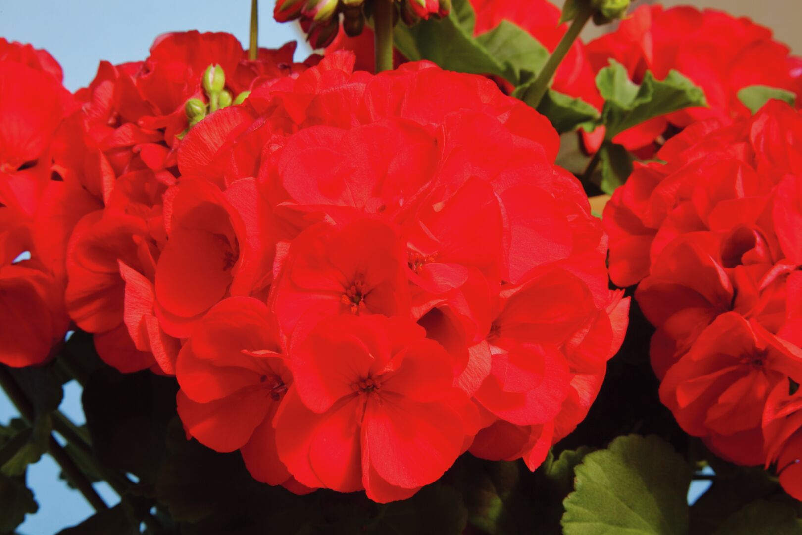 Pelargonium zonale Classic Diabolo