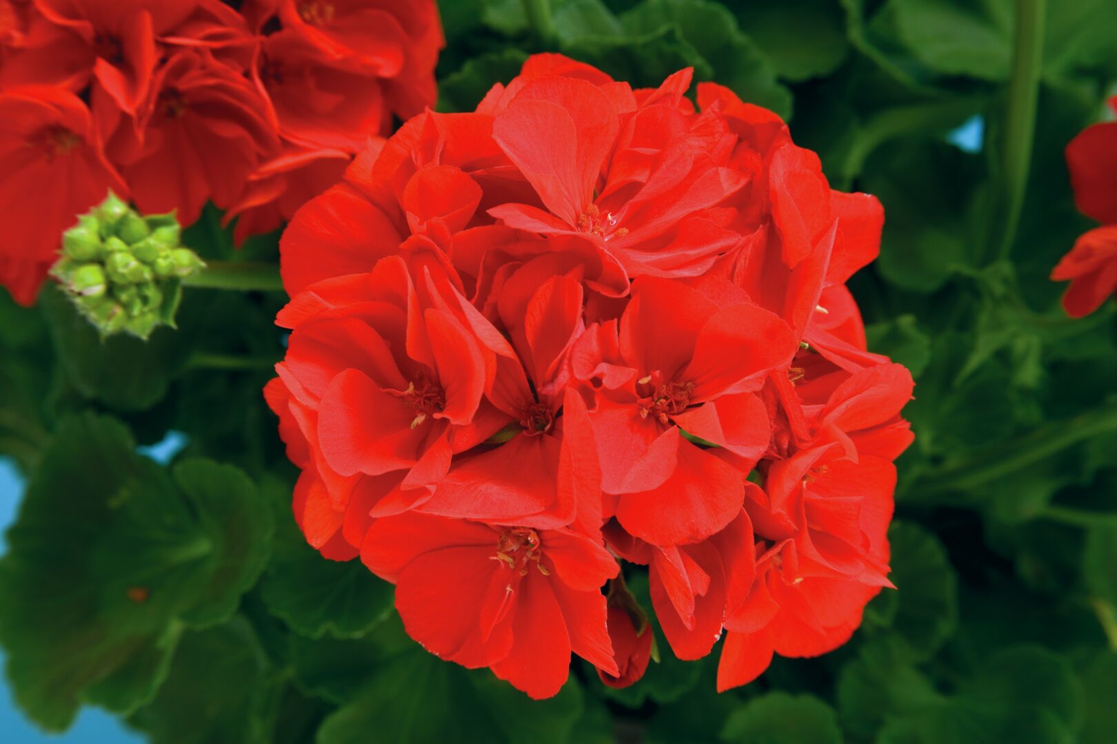 Pelargonium zonale Compact Line Samba
