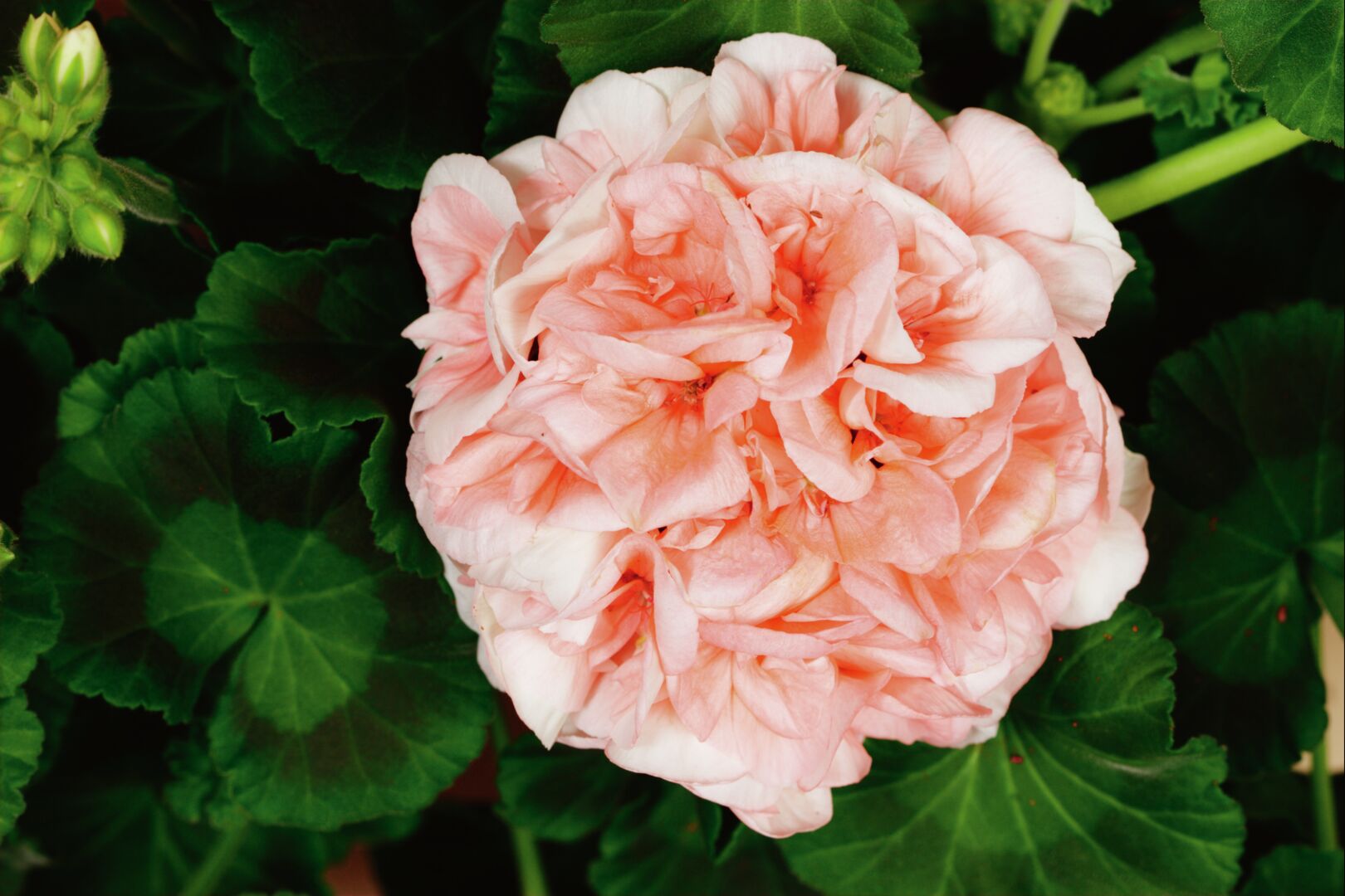 Pelargonium zonale Classic Dolce Vita