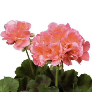 Pelargonium zonale Classic Helena