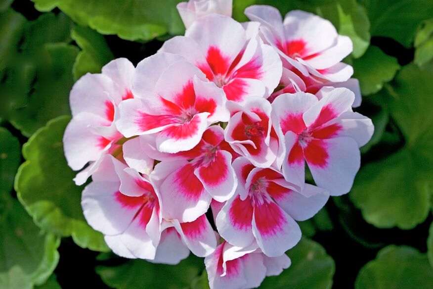 Pelargonium zonale Americana® White Splash