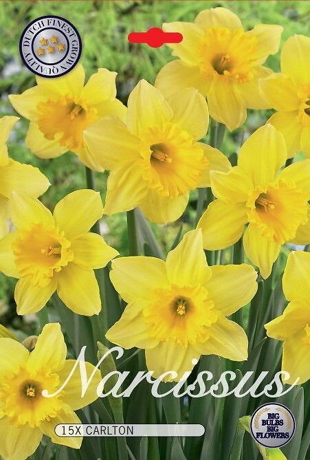 Narcissus Carlton