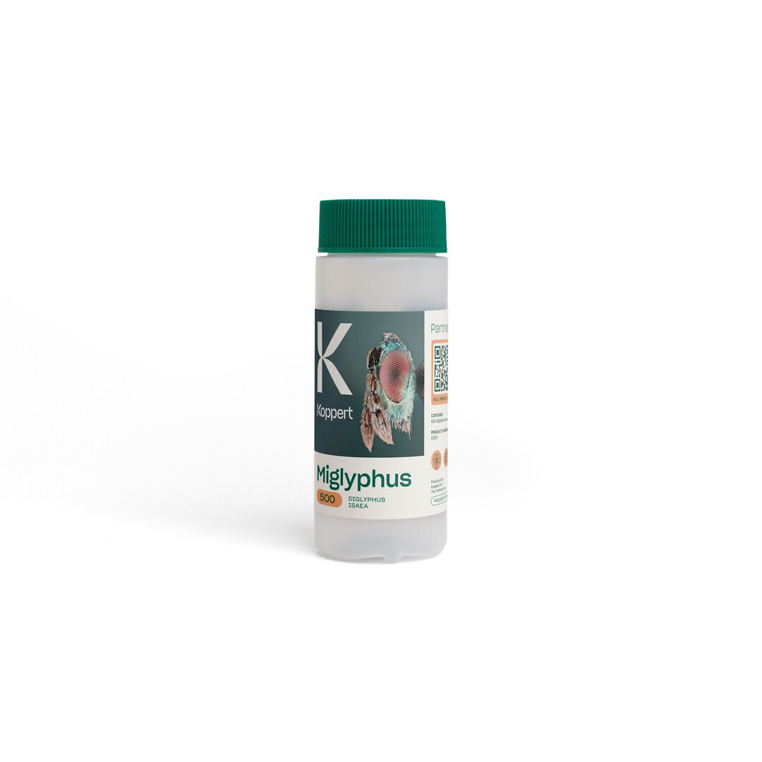 Miglyphus 500 kpl