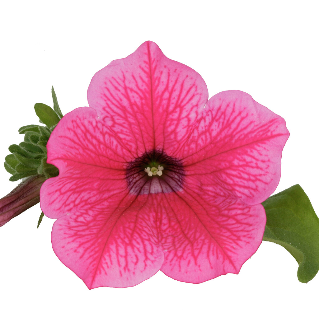 Petunia hybrid Surfinia® Hot Pink