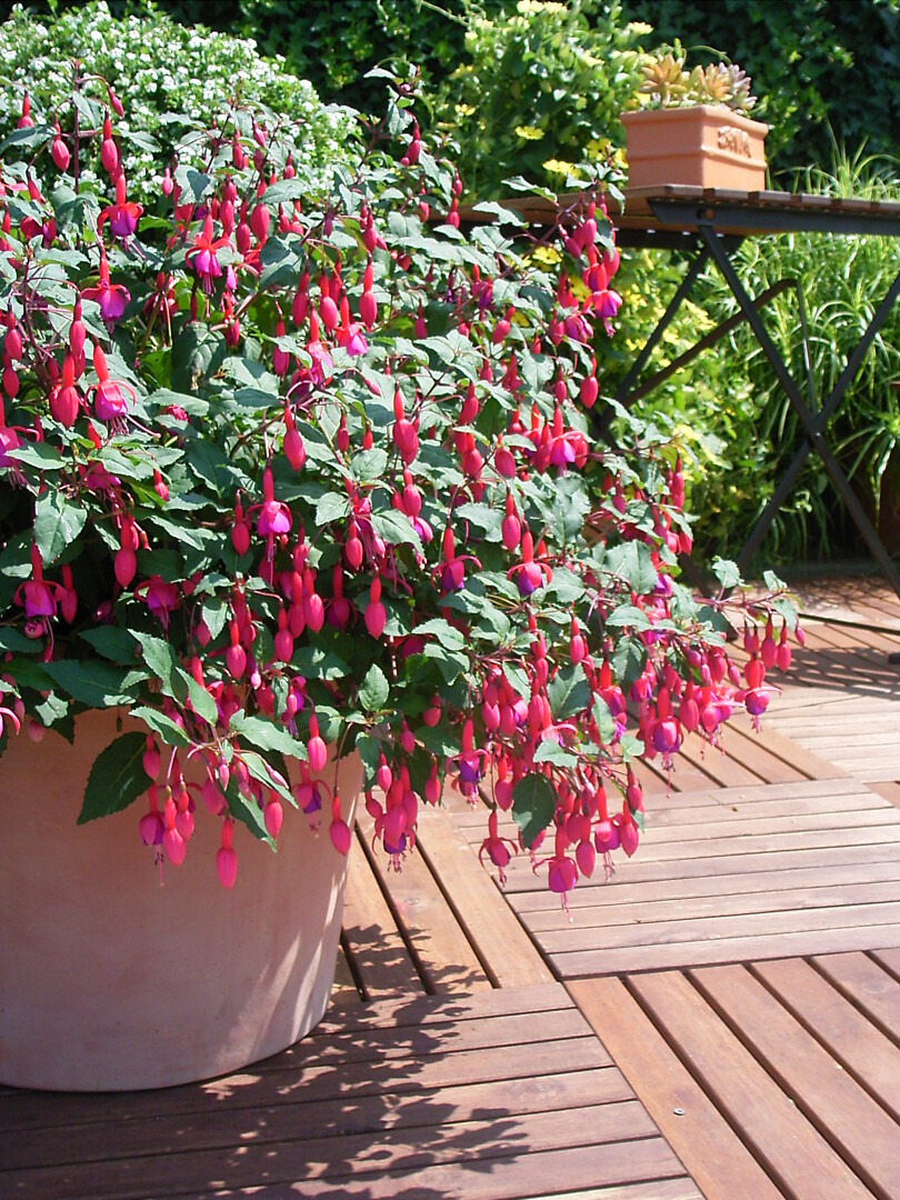 Fuchsia Beacon
