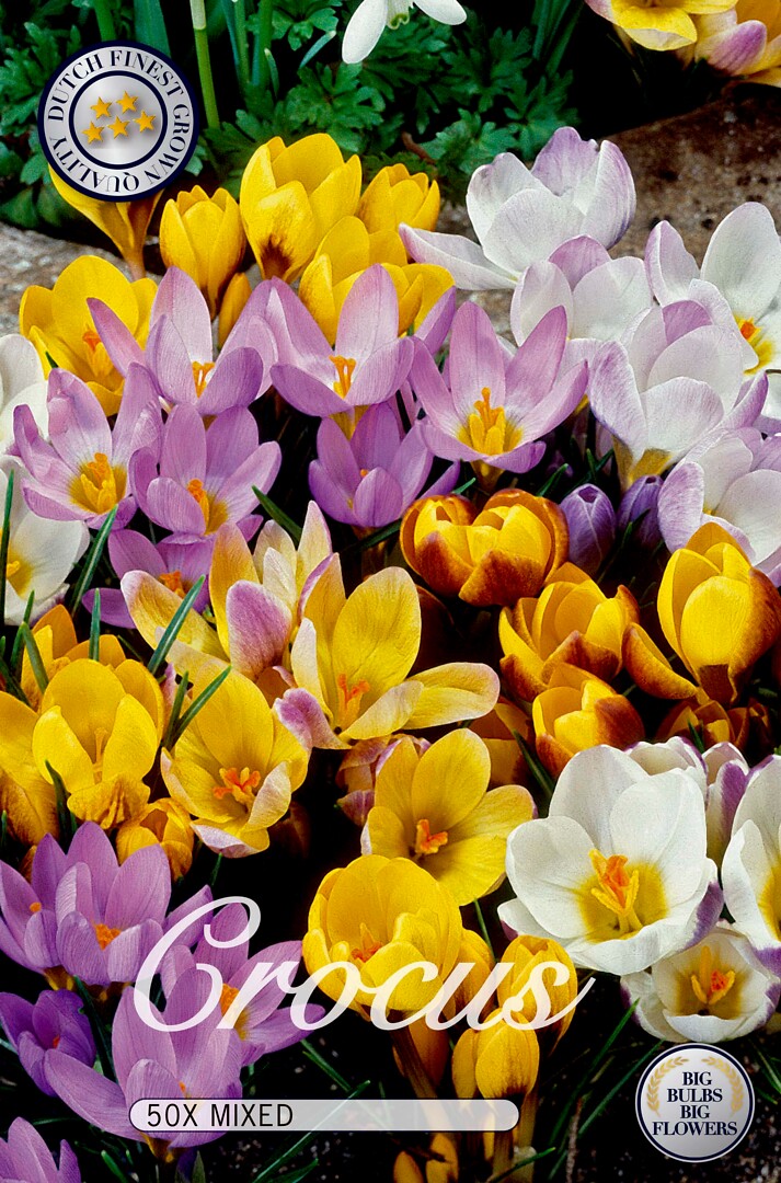Crocus Mix Kasvitieteellinen