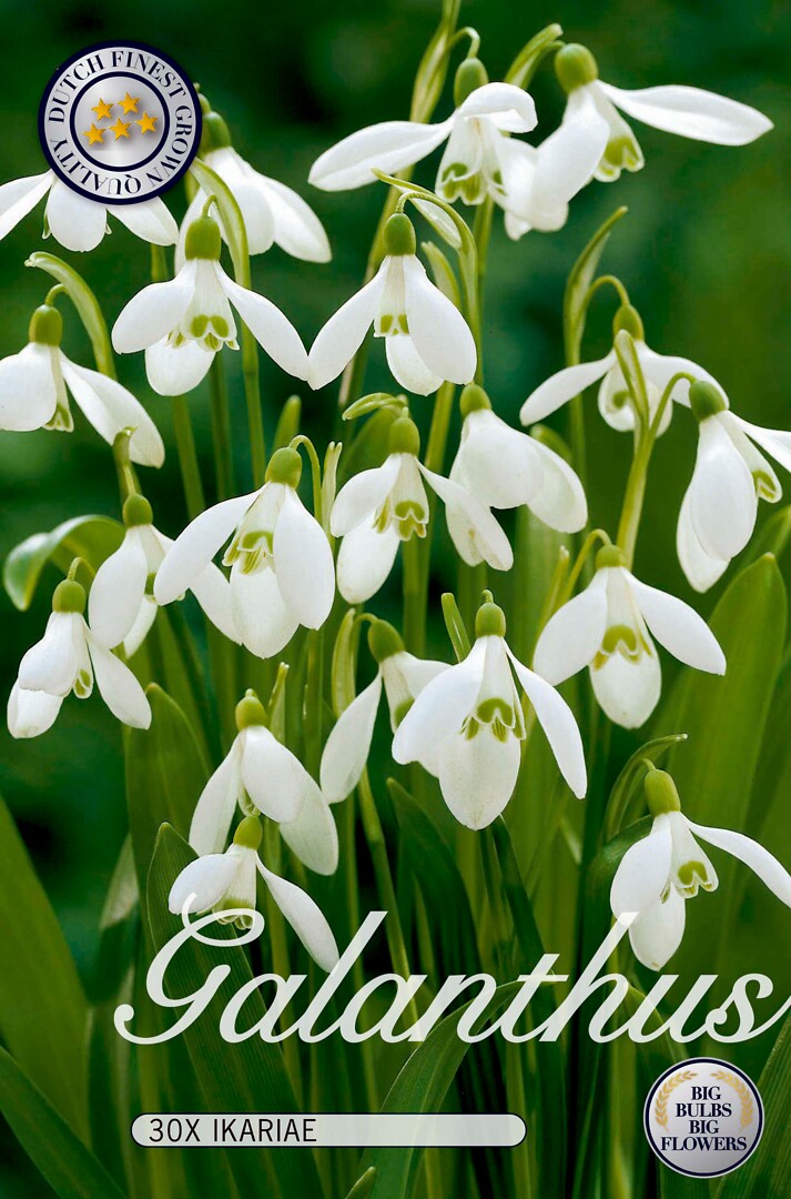 Galanthus Ikariae