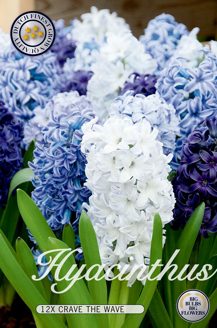Hyacinthus Crave The Wave