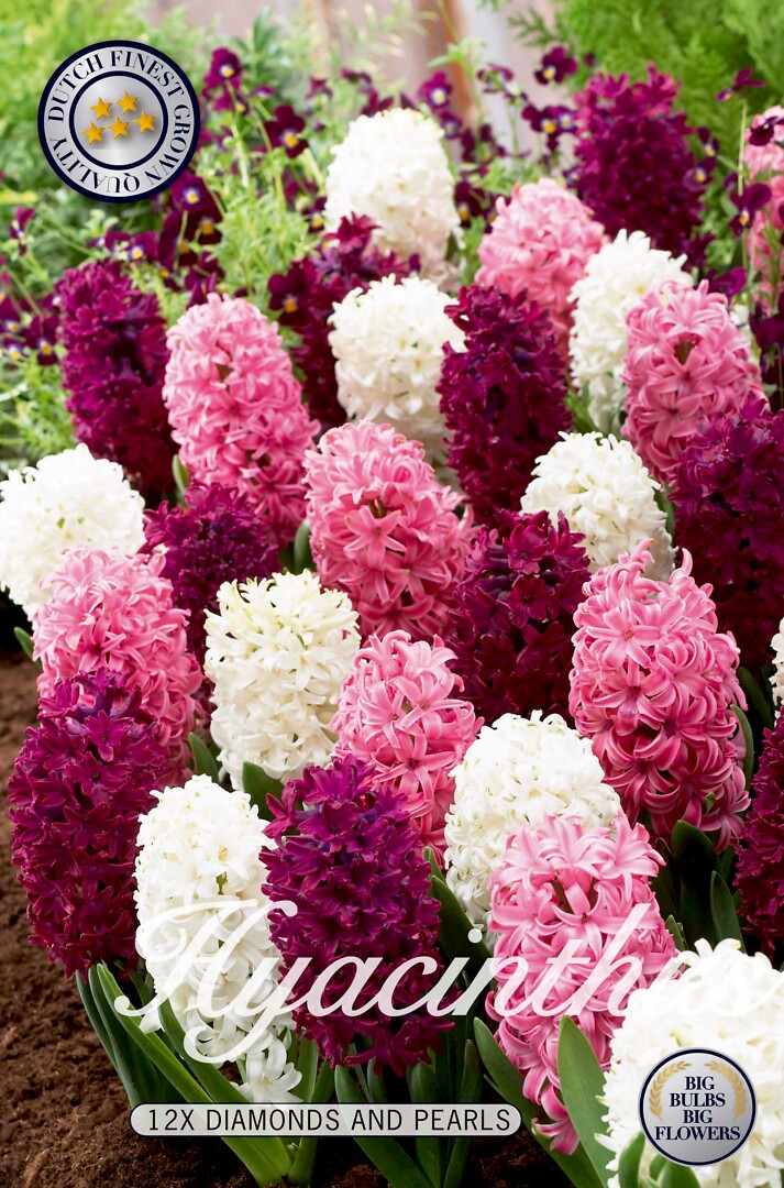 Hyacinthus Diamonds & Pearls