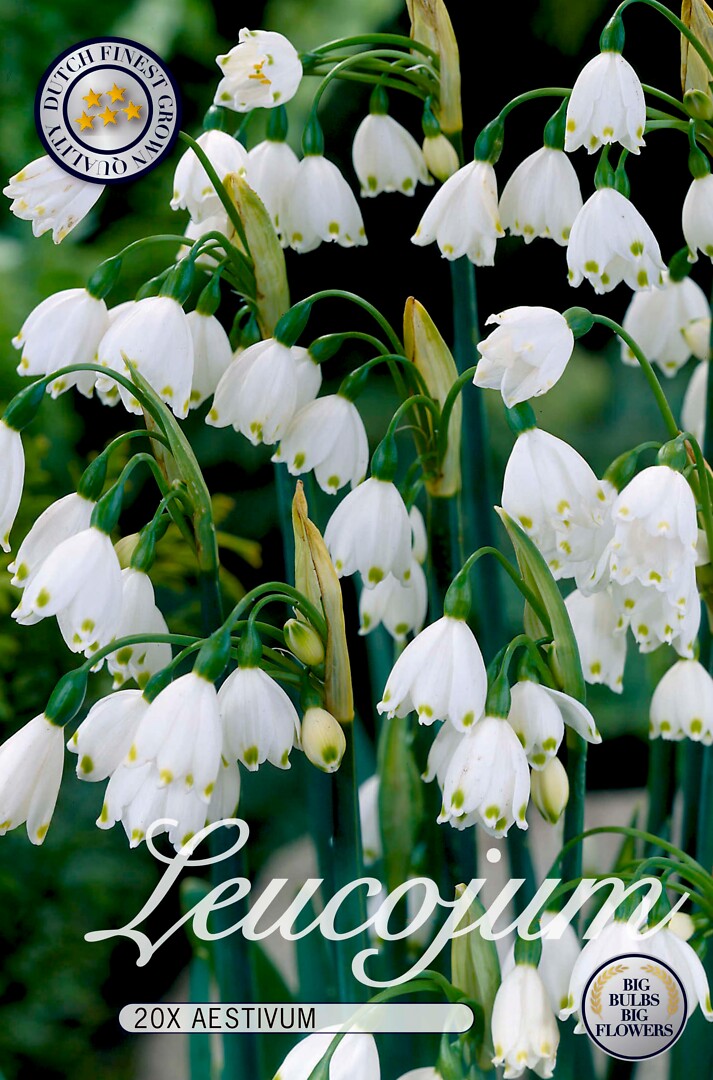 Leucojum Aestivum