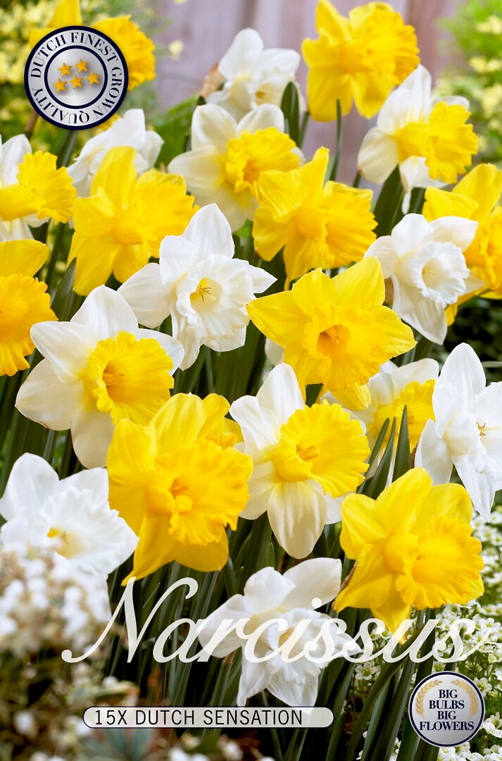 Narcissus Dutch Sensation