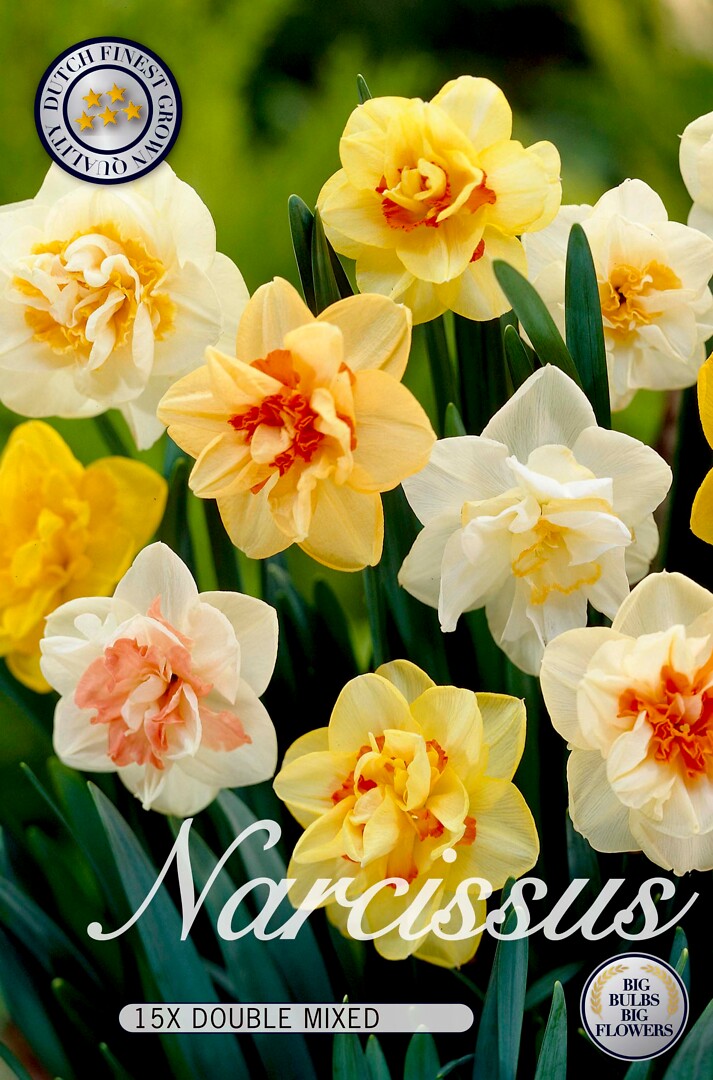 Narcissus Double Mixed