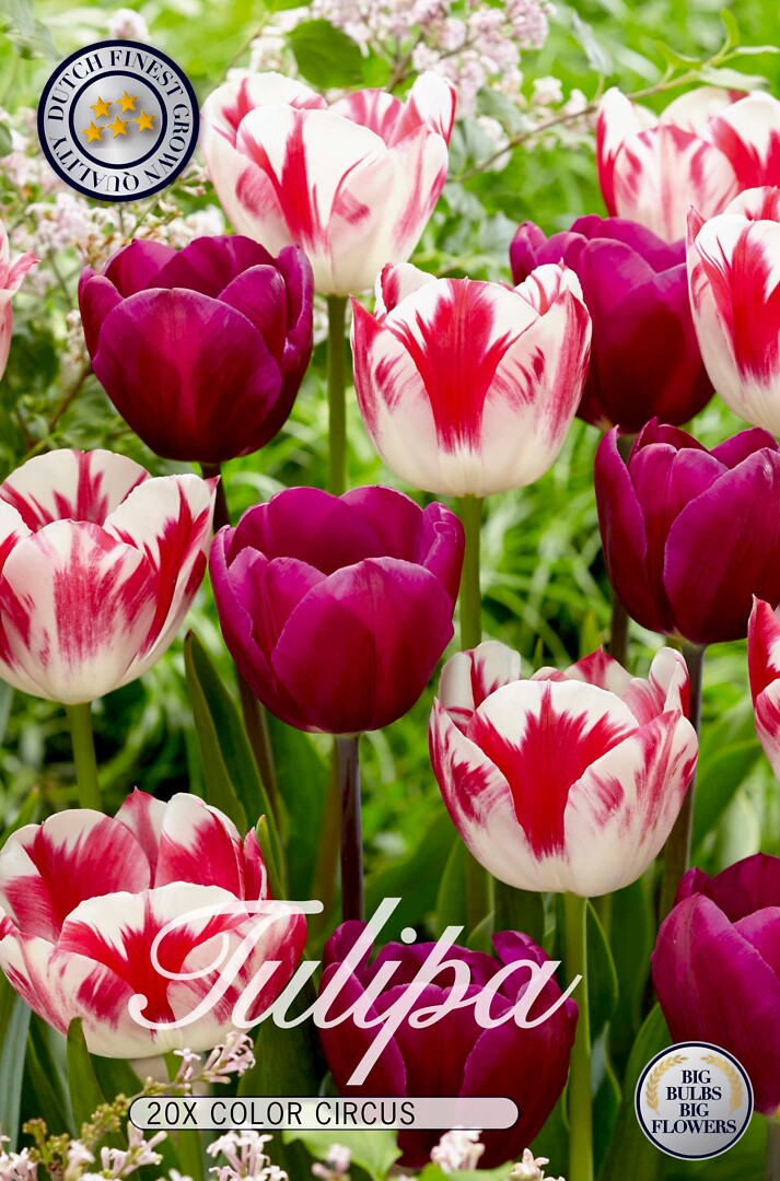 Tulipa Triumph Colour Circus