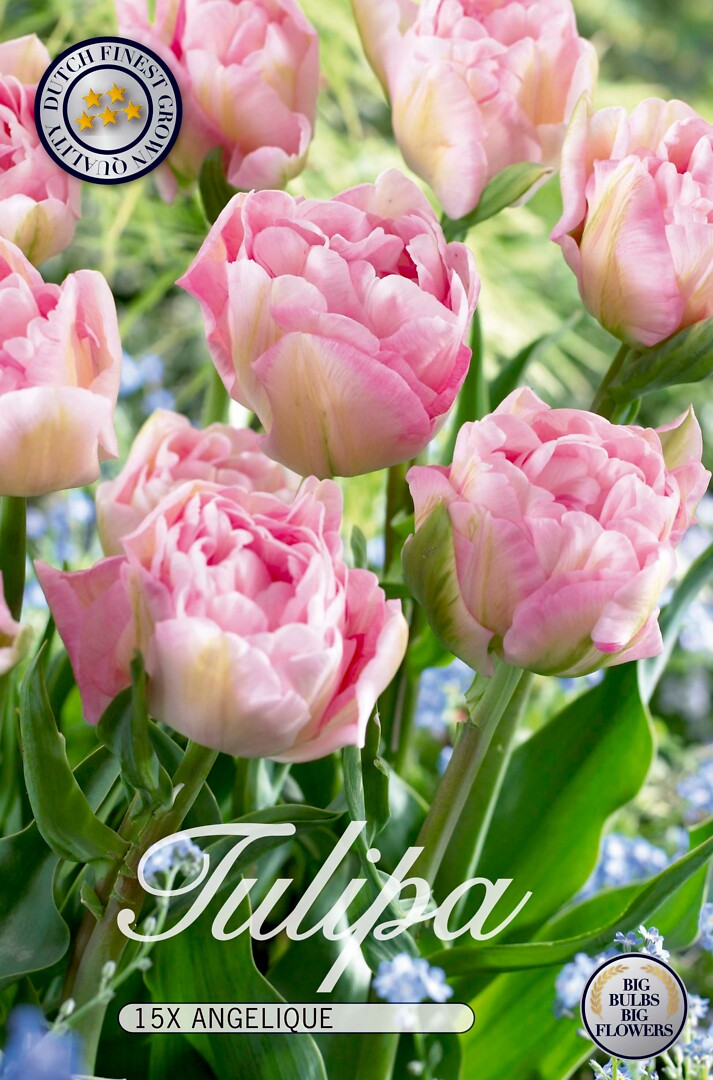 Tulipa Double  Angelique