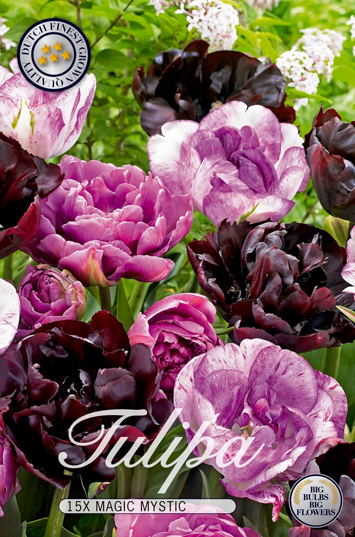Tulipa Double Magic Mystic
