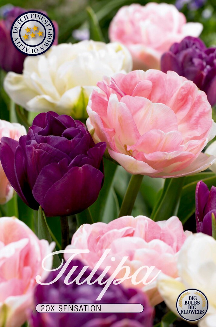 Tulipa Sensation