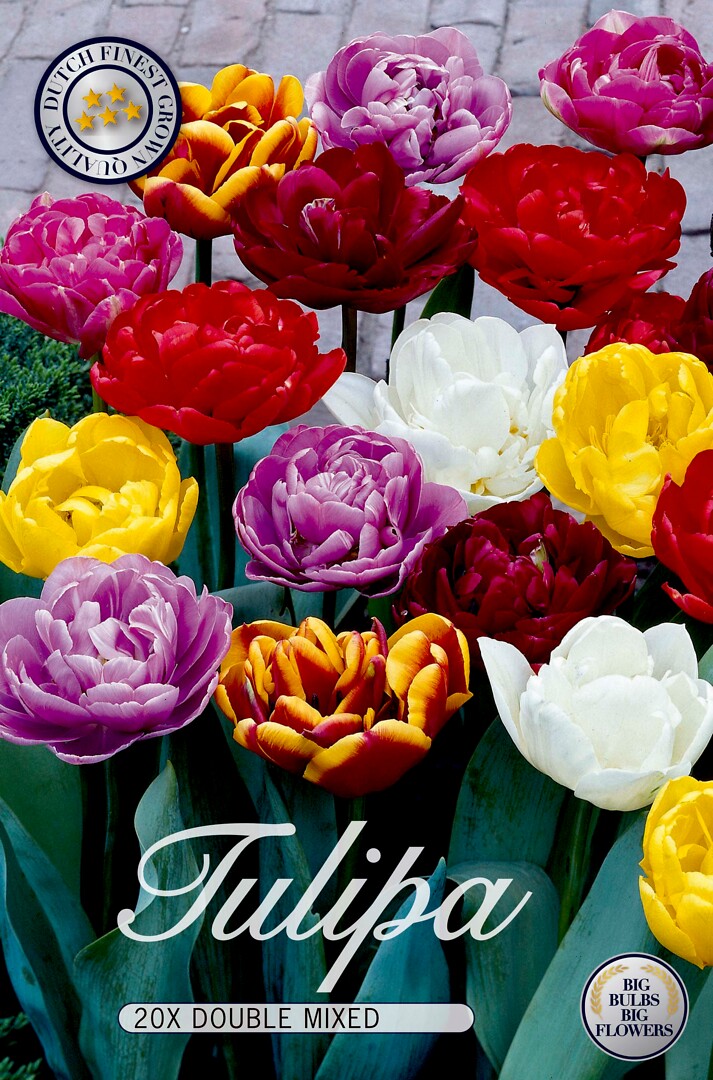 Tulipa Double Late Mixed