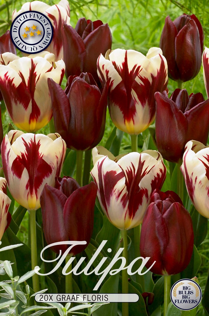 Tulipa Triumph Graaffloris