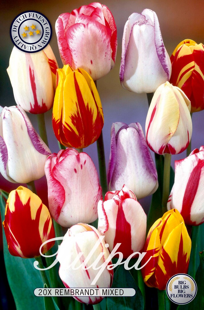 Tulipa Triumph Rembrandt Mix
