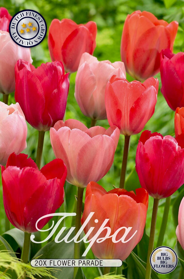 Tulipa Flower Parade