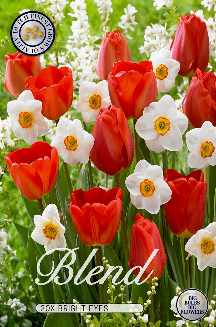 Tulppaani/Narsissi Bright Eyes