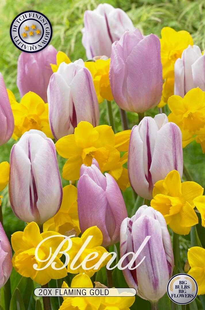 Tulppaani/Narsissi Flaming Gold