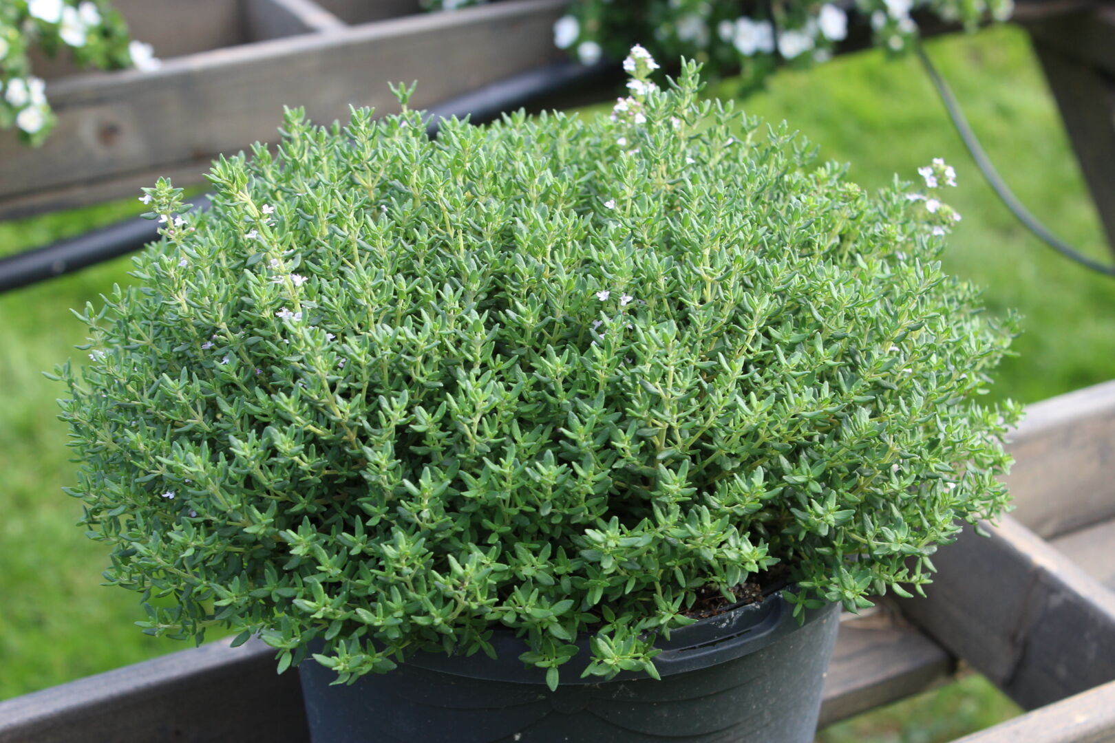 Thymus vulgaris 'Fredo'