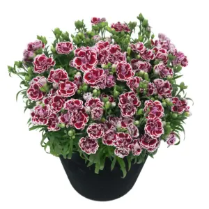Dianthus caryophyllus Sunflor® Bianca