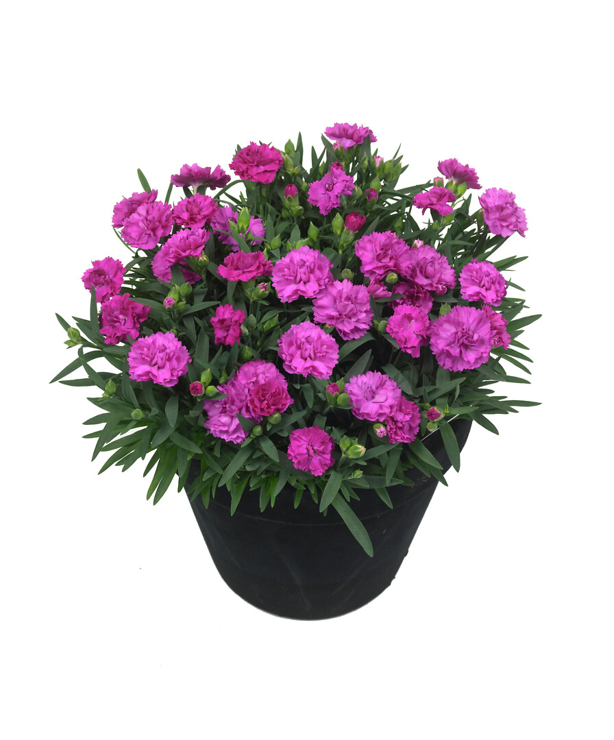 Dianthus caryophyllus Sunflor® Faganza
