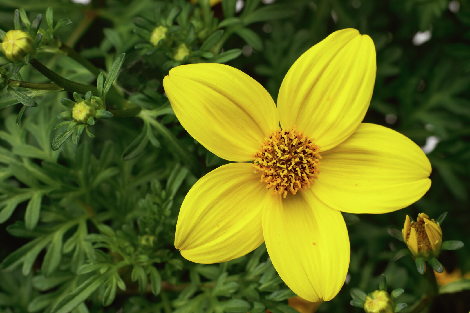 Bidens ferulifolia Solaire® M Star