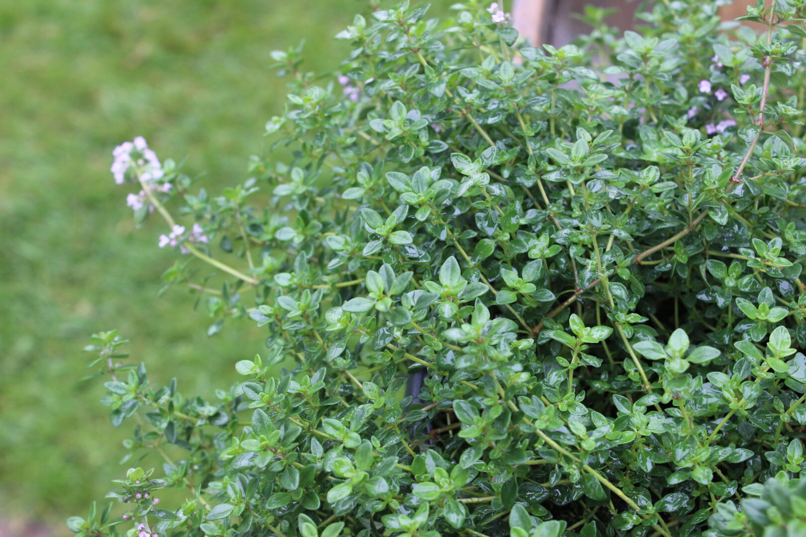 Thymus x citriodorus 'Limone'