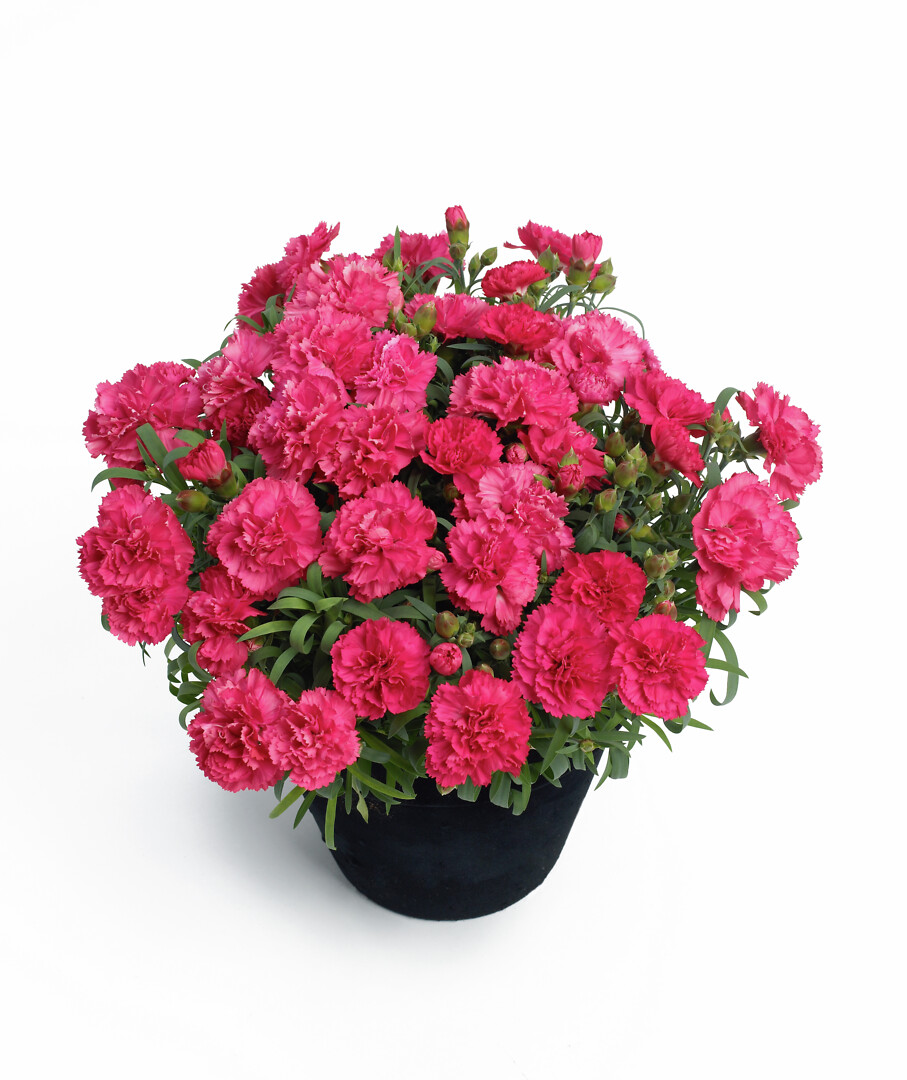 Dianthus caryophyllus Sunflor® Allura