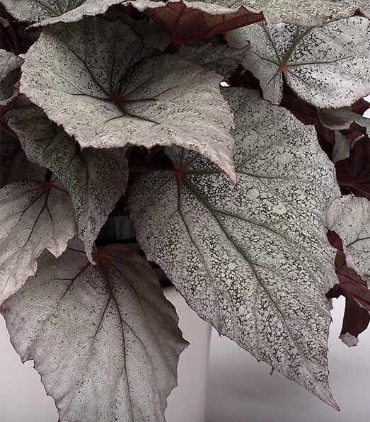 Begonia rex hybrid Beleaf® Arctic Breeze