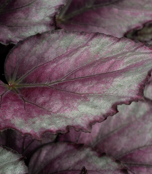 Begonia rex hybrid Beleaf® Maori Haze
