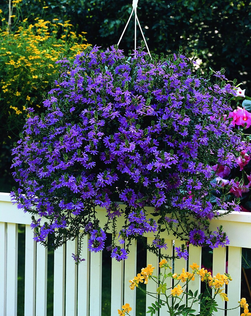 Scaevola aemula Saphira®