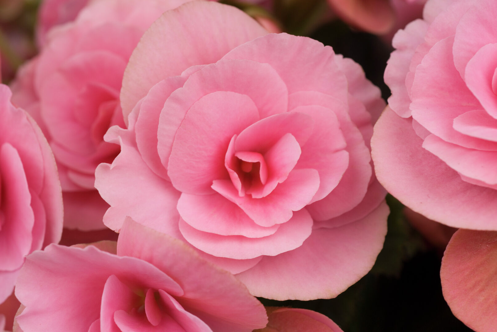 Begonia elatior Berseba Light Pink®