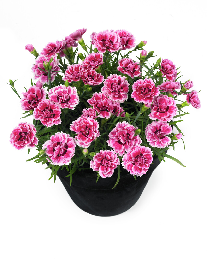 Dianthus caryophyllus Sunflor® Esta