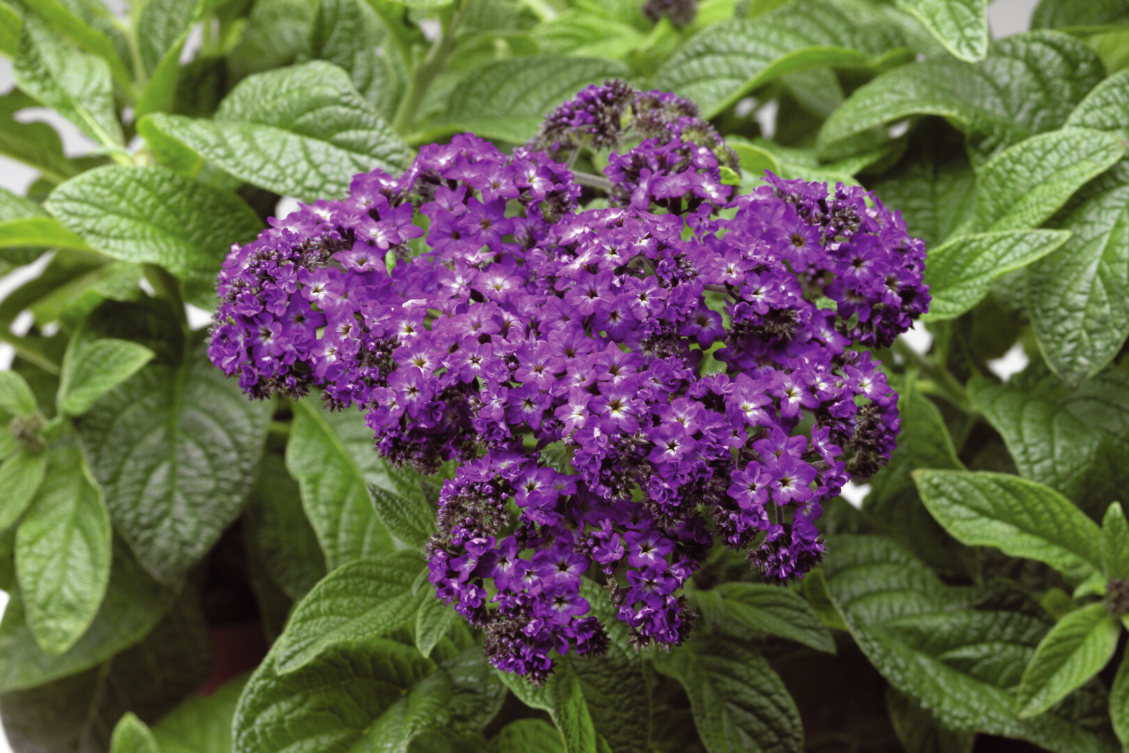 Heliotropium arborescens Scentropia® Dark Blue