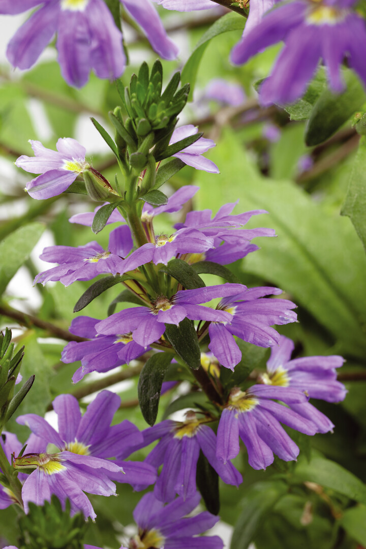 Scaevola aemula Whirlwind Trailing Blue