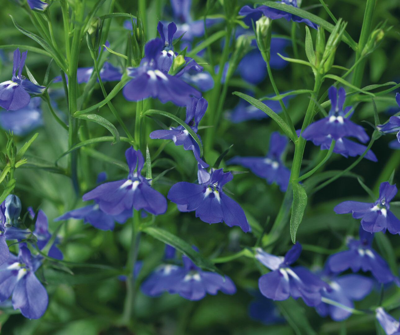 Lobelia erinus Laguna® Trailing Dark Blue